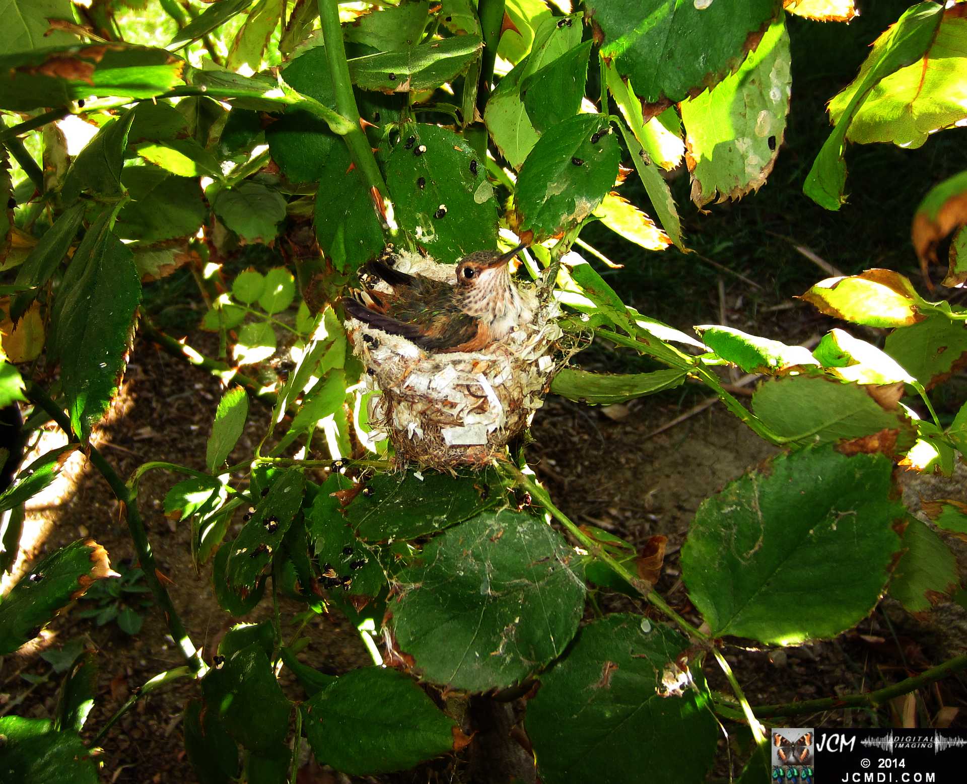 Allens Hummingbird chick and nest image 3-27-2014